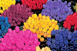 Tulpenfeld in Holland