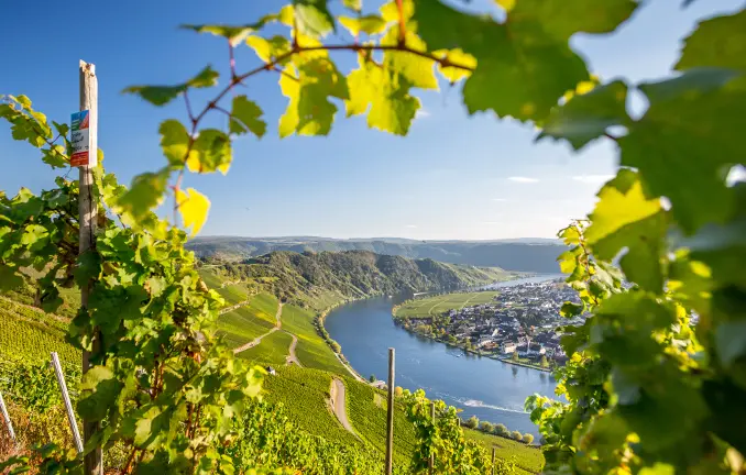 Mosel