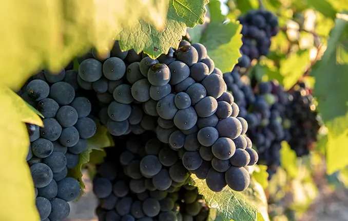 Pinot Noir Trauben in der Champagne Pinot Noir Trauben in der Champagne