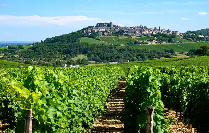 Weinbau um Sancerre