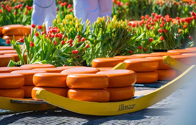 Gouda und Tulpen