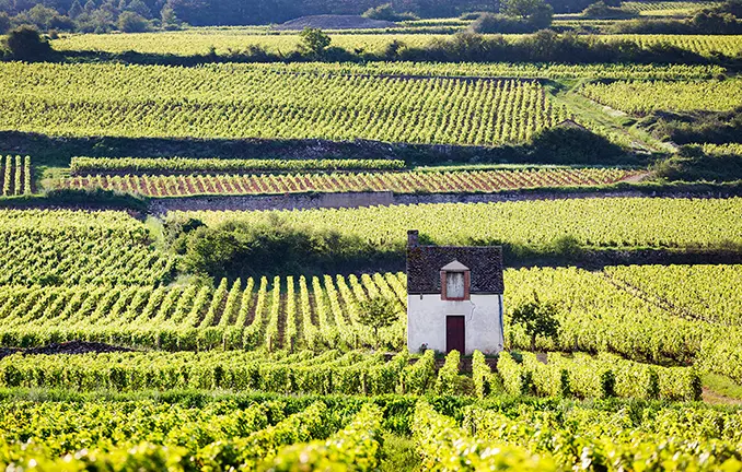 Hausboot auf der Saone - Weinberge Hausboot auf der Saone - Weinberge