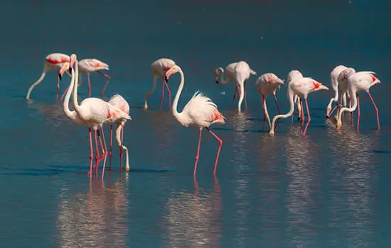 Flamingos in einem Etang in Südfrankreich