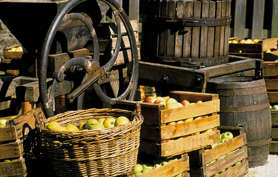 Apfelernte in der Bretagne