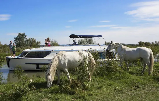 Bootsurlaub - Pferde und Stiere in der Camargue