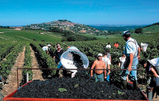 Hausboot-Fahren in der Loiretal: Weinanbau bei Sancerre