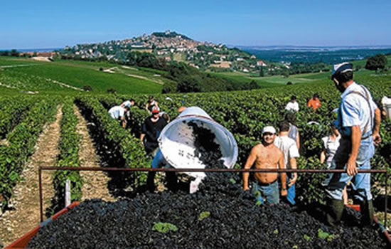 Weinlese im Loire-Tal