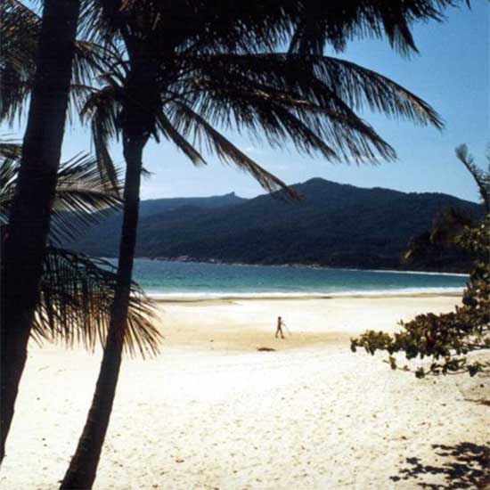 Strand - Palmen - Brasilien