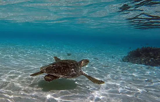 in den Malediven schnorcheln - Schildkröte
