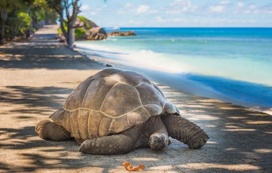 Riesenschildkröte auf den Seychellen
