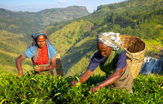 Tee pflücken in Sri Lanka